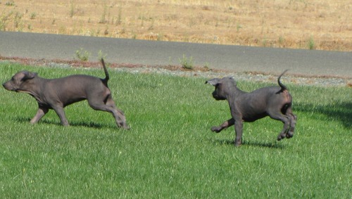 two girls running