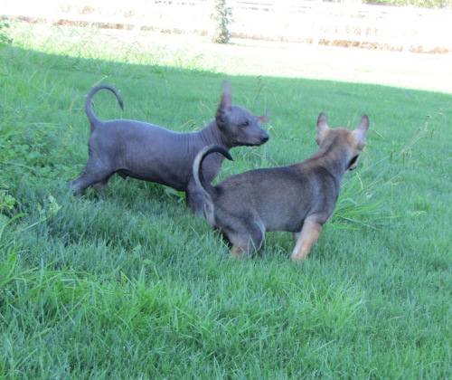 two pups