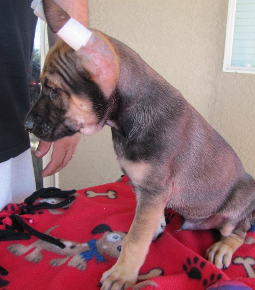 coated male brn/tan