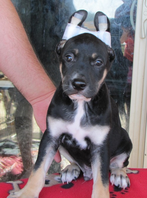 coated male tri
