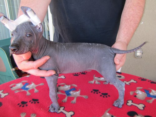 hairless girl #2