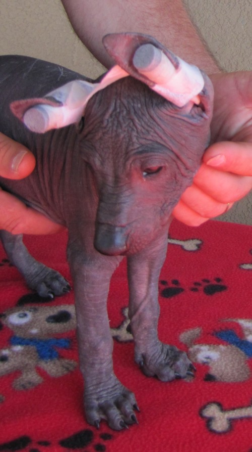hairless girl #2