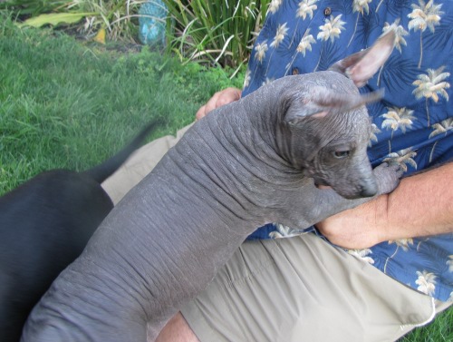 Hairless male #2