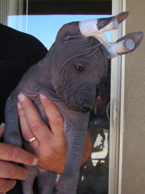 hairless male no markings