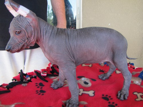 hairless male no mark on chest