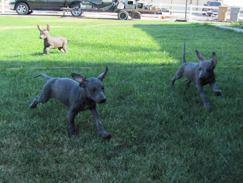Shen and two hairless