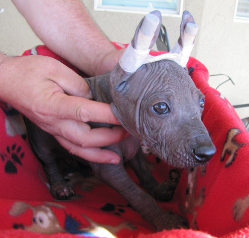 Shen hairless male 7 weeks