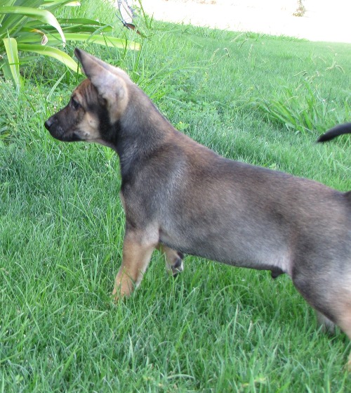 tan male puppy