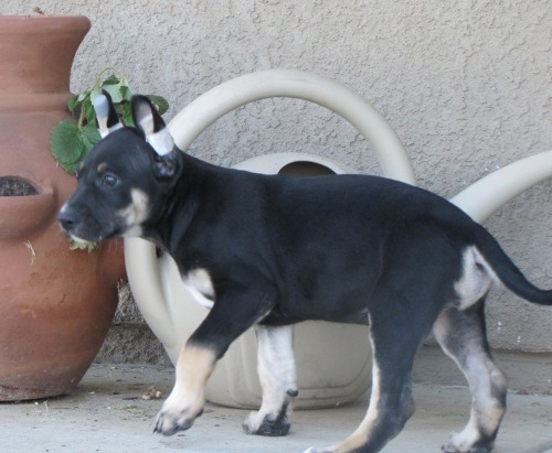profile tri puppy