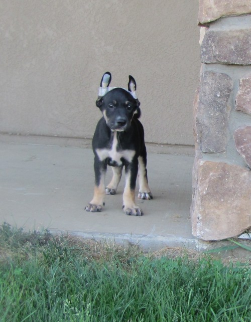 tri colored pup