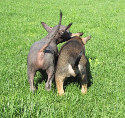 two pups