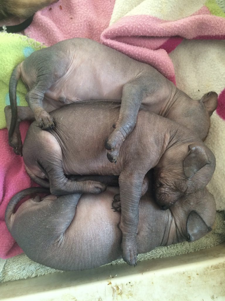 Bella's pups